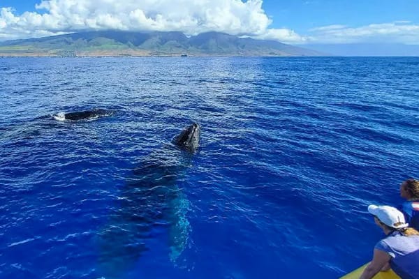Guests watching humpback whales surface in the Au'au Channel