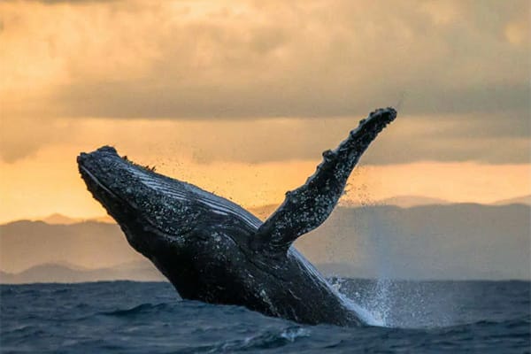 A humpback whale breaching at sunset off Lahaina