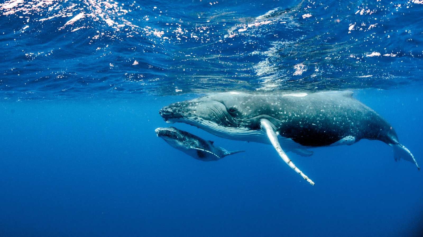 A humpback whale mother and calf swimming together underwater