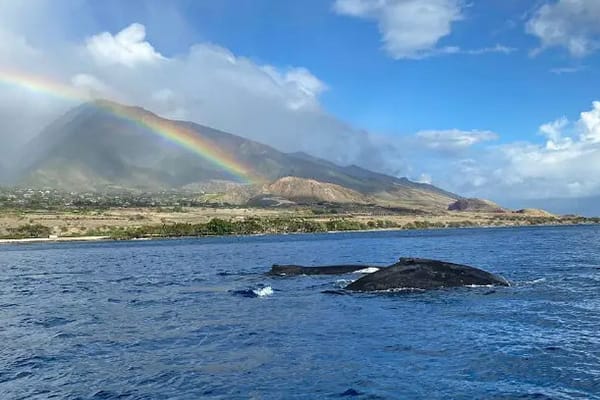 Two humpback whales surfacing below a rainbow over the West Maui Mountains