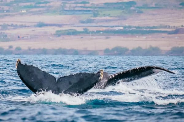 A humpback whale fluke raised against the Maui coastline